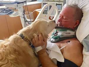 Желание спасти собаку во время столкновения спасло жизнь ему самому
